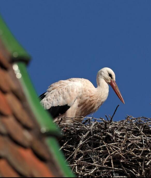 L'Appar'T - Centre Historique De Obernai Apartment ภายนอก รูปภาพ